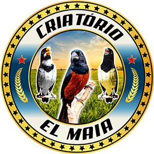 Criatório EL MAIA - Curió e Coleiro - Ribeirão Preto/SP