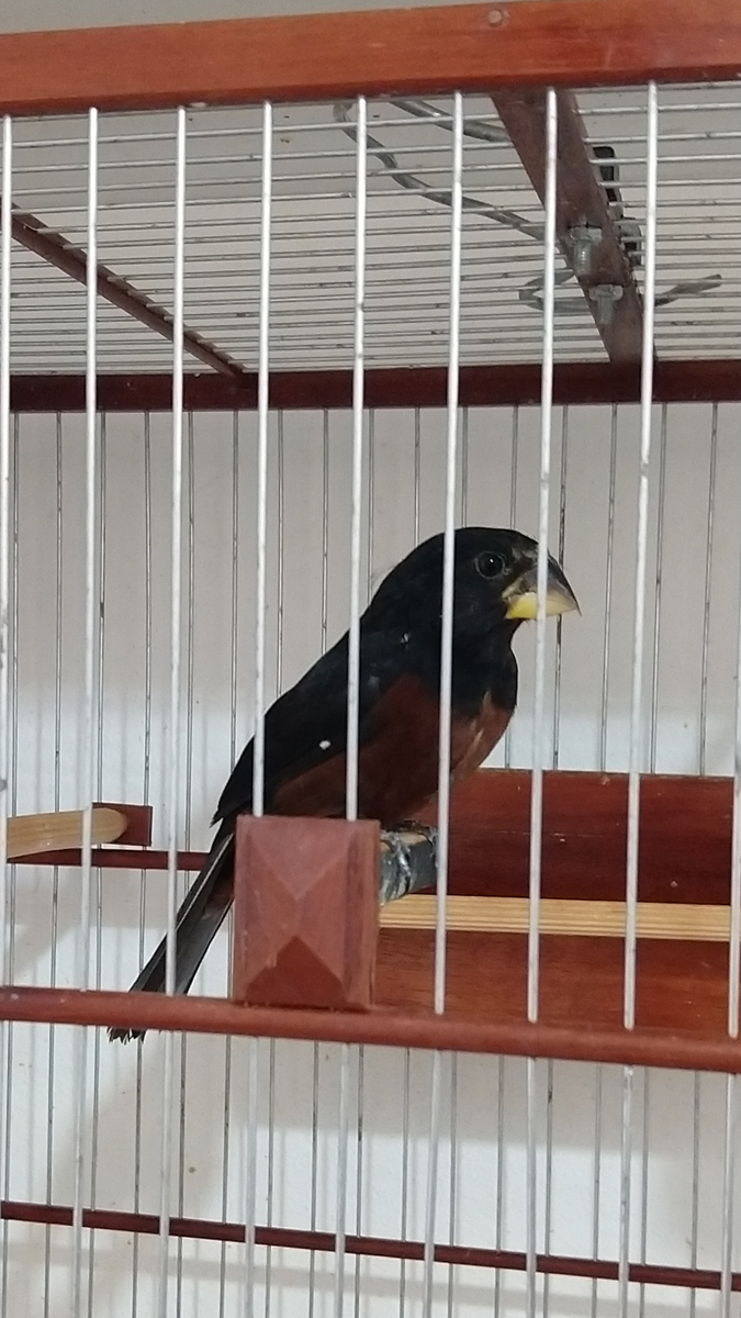 NOVO GALADOR !!!